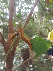 Echinostephia aculeata