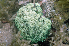 Euphyllia glabrescens