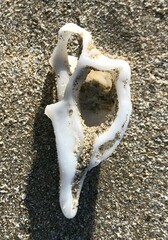 Pterochelus triformis