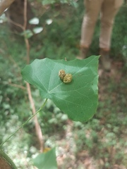 Echinostephia aculeata