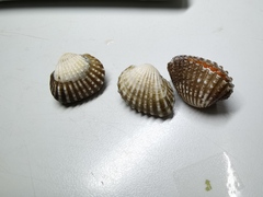 Tegillarca granosa
