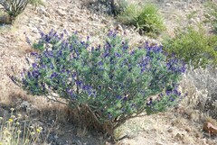 Psorothamnus arborescens minutifolius