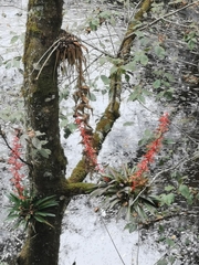 Tillandsia guatemalensis