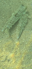 Dactyloptena orientalis