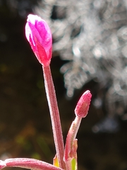Epilobium gunnianum