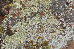 Acarospora chrysops