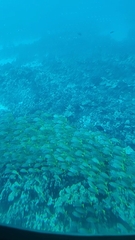 Lutjanus kasmira