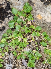 Viola fuscoviolacea
