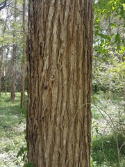 Angophora subvelutina