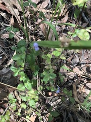 Ageratum houstonianum