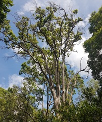Angophora subvelutina