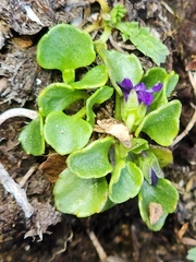 Viola fuscoviolacea