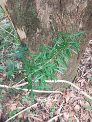 Asparagus falcatus