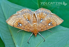 Cacographis osteolalis