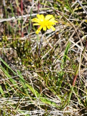 Microseris lanceolata