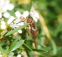 Scaptia