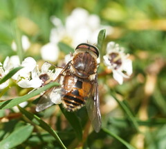 Scaptia