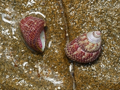 Prothalotia pulcherrima