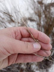 Sporobolus pumilus