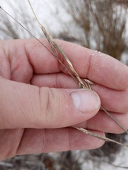 Sporobolus pumilus