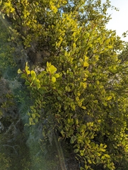 Maytenus phyllanthoides