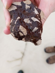 Sphaeroma quadridentatum
