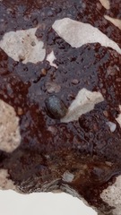 Sphaeroma quadridentatum
