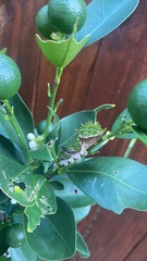 Papilio aegeus aegeus