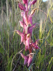 Anacamptis sancta