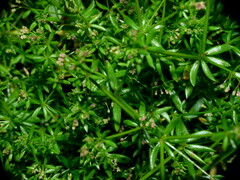 Galium divaricatum