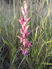 Anacamptis sancta