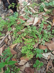 Adiantum aethiopicum
