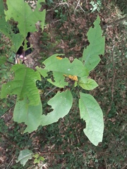Clerodendrum tomentosum
