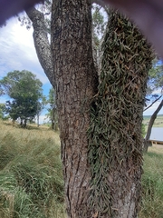 Dendrobium cucumerinum