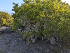 Maytenus phyllanthoides