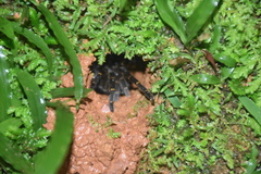 Spinosatibiapalpus trinitatis