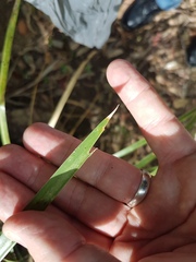 Lomandra hystrix