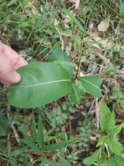 Cryptocarya