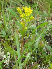 Solidago uliginosa