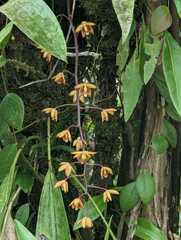 Eriopsis biloba