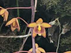 Eriopsis biloba