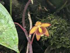 Eriopsis biloba