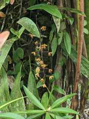 Eriopsis biloba