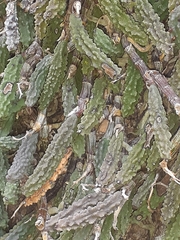 Dendrobium cucumerinum