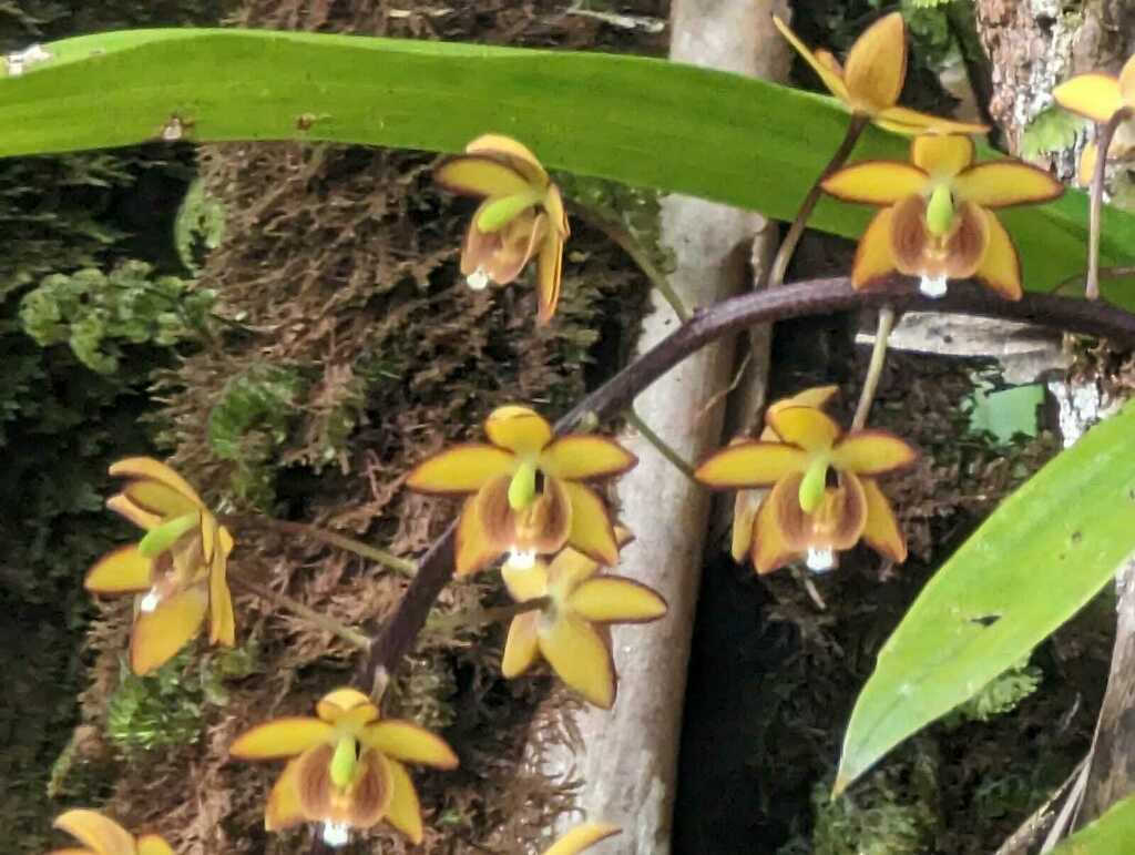 Eriopsis biloba