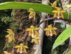 Eriopsis biloba