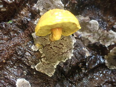 Buchwaldoboletus