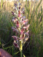 Anacamptis coriophora fragrans