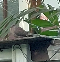 Streptopelia chinensis