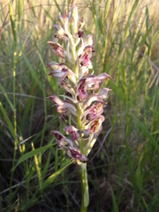 Anacamptis coriophora fragrans